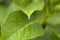 Green hydrangea leaf detail, with water drop suspended about to fall