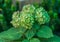 Green hydrangeas