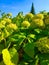 Green hydrangeas with vibrant blue sky