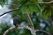 Green ibis, Mesembrinibis cayennensis, Cayenne ibis sitting on tree. Bird in the habitat. Wildlife scene from tropic jungle. Bird