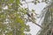 Green Ibis in Rain Forest Tree