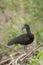 Green Ibis standing in vegetation