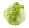 Green Iceberg lettuce