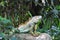 Green Iguana