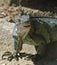 Green Iguana