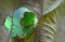 Green iguana,