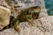 Green iguana, also known as the American iguana, herbivorous species of lizard of the genus Iguana.