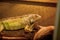 Green iguana, also known as American iguana, is a large, arboreal, lizard. Found in captivity as a pet due to its calm disposition