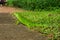 Green iguana also known as the American iguana is a lizard reptile in the genus Iguana in Fort de France, Martinique