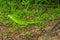 Green iguana also known as the American iguana is a lizard reptile in the genus Iguana in Fort de France, Martinique