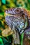 The green iguana, also known as the American iguana, mostly herbivorous species of lizard of the genus Iguana. This is the