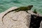 Green iguana, also known as the American iguana. Wildlife and nature, marine Iguana.