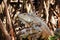 Green iguana or American iguana is a lizard reptile in a Mexican jungle in Oaxaca Mexico