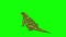 Green iguana back view chroma key