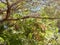 Green Iguana Basking on Branch in Costa Rica