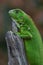 A green iguana basking in dry wood.