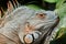 Green iguana basks in the sun