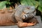 Green iguana basks in the sun