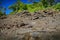 Green iguana, big lizard in the habit, rock coast and dark green forest. Animal in the nature tropical jungle, Carara National Par