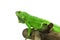 Green Iguana on a branch