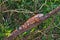 Green iguana on branch