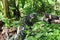 Green Iguana in the bushes.