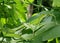 Green Iguana camouflaged on banana leaves