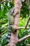 Green iguana climbing a tree