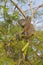 Green iguana climbing up a tree