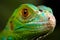 Green Iguana Closeup