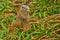 Green Iguana Closeup