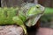 Green Iguana closeup