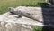 Green iguana in Cozumel, Mexico.