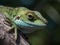 green iguana in the forest