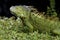 Green Iguana on Grass