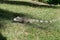 Green Iguana in the Grass