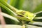 Green iguana head close up, side view of green iguana/chameleon on leaf