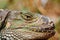 Green iguana head, Tenerife, Spain