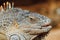 Green iguana head, Tenerife, Spain