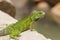 Green Iguana at Hotel Area, Aruba