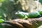 Green iguana. Iguana - also known as Common iguana or American iguana. Lizard families, look toward a bright eyes looking in the