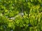 Green iguana, Iguana iguan. CuraÃ§ao, Lesser Antilles, Caribbean