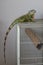 Green iguana - Iguana iguana - in a domestic environment on a cage