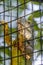 Green iguana, iguana iguana, inside its cage in a zoo