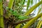 Green iguana iguana iguana laying in top branches of a coconut tree Cocos nucifera - Hollywood, Florida, USA