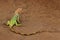 Green iguana, Iguana iguana, portrait of orange and green big lizard in the dark green forest. Animal in the nature tropic river h