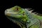 Green iguana isolated on black background