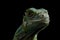 Green iguana isolated on black background