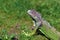 Green iguana - large herbivorous lizard close up