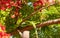 Green iguana lizard Iguana iguana in a Poinciana tree Delonix